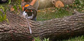 Best Tree and Shrub Care  in Lmer Heights, PA