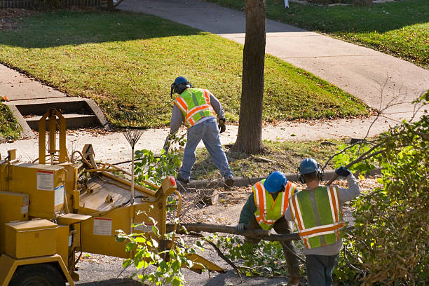 Best Root Management and Removal  in Lmer Heights, PA