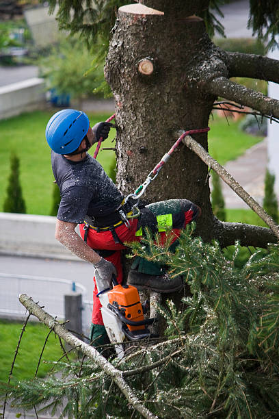 Best Lawn Mowing  in Lmer Heights, PA